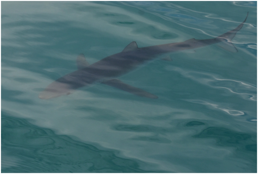 14 - Kaikoura (26).jpg